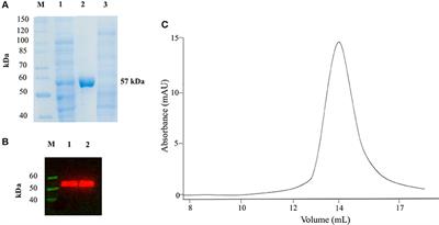 Biochemical Characterization of Aspergillus fumigatus AroH, a Putative Aromatic Amino Acid Aminotransferase